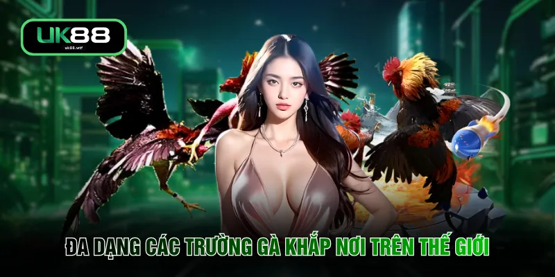 Đá Gà UK88 3 Đa dạng các trường gà khắp nơi trên thế giới